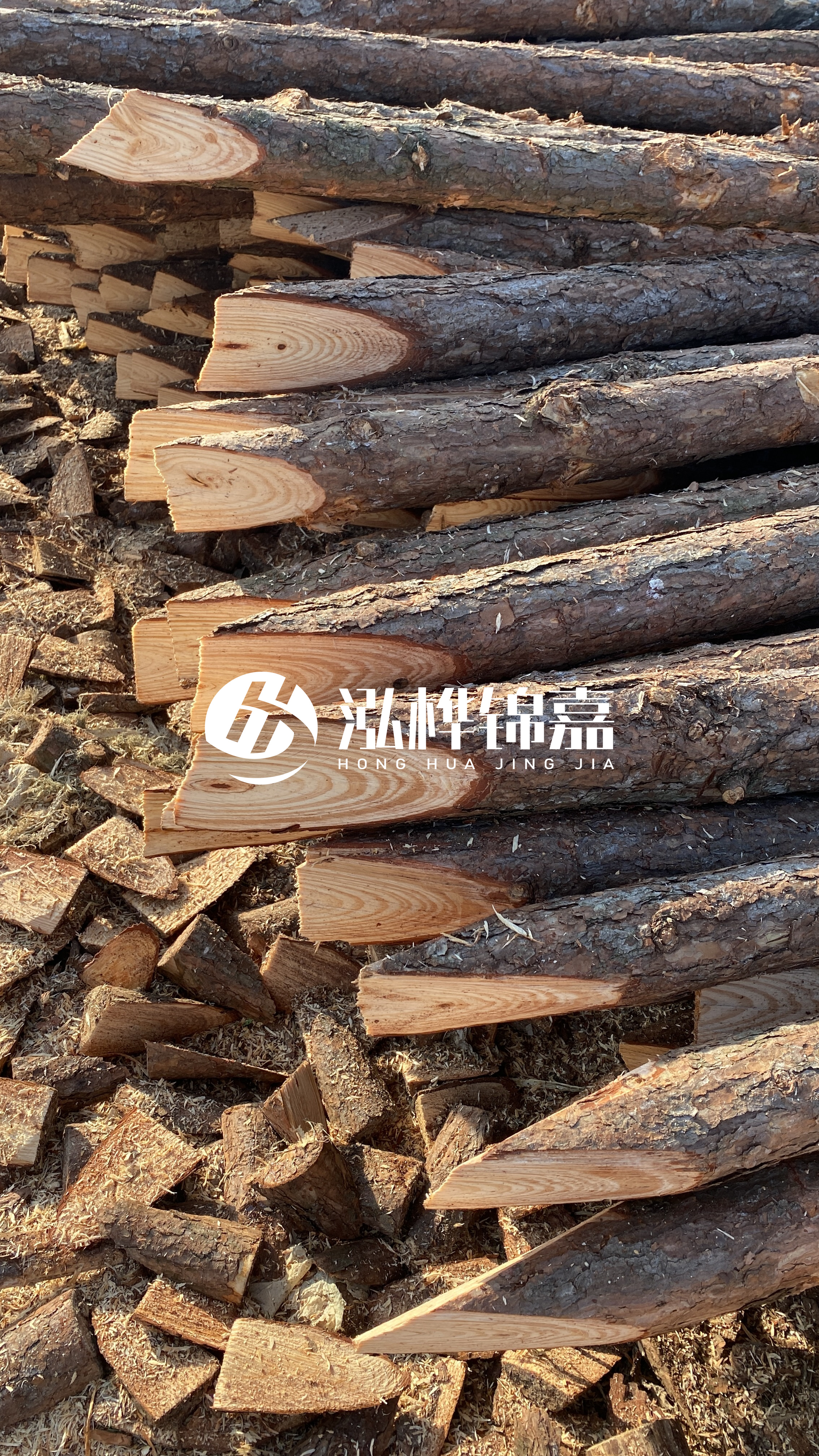 松木樁怎么分辨好壞？學會這幾招，輕松分辨松木樁好壞不踩雷！